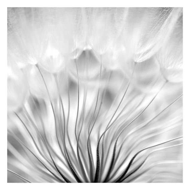 Wallpaper - Beautiful Dandelion Black And White