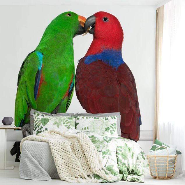 Wallpapers Parrots In Love