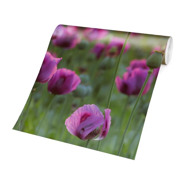 Wallpaper - Purple Poppy Flower Meadow In Spring