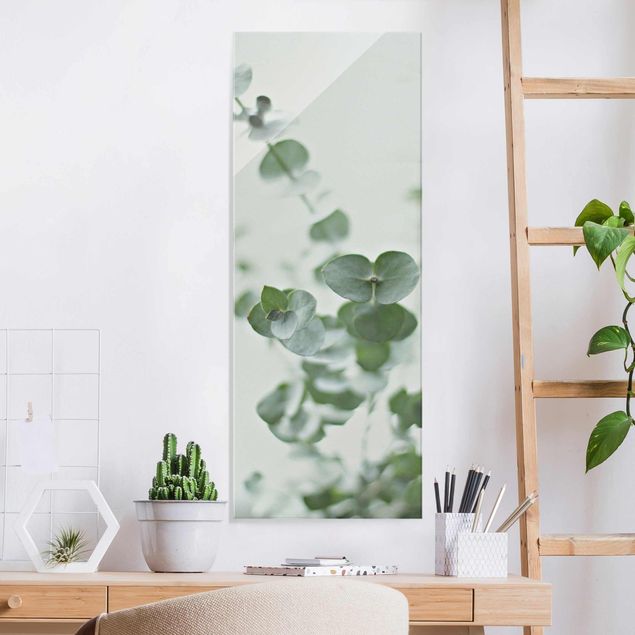 Magnettafel Glas Growing Eucalyptus
