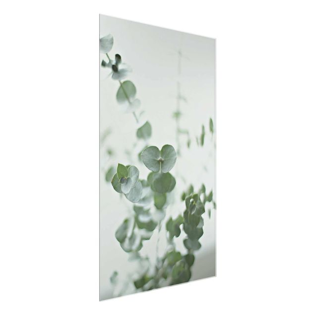 Glass print - Growing Eucalyptus