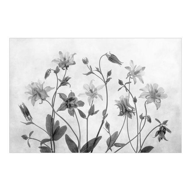 Wallpaper - Forest Aquilegia Black And White