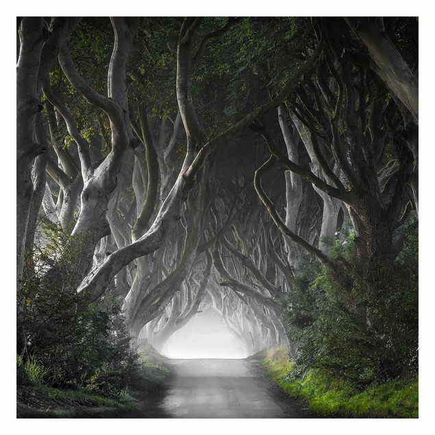 Wallpaper - Forest In Northern Ireland