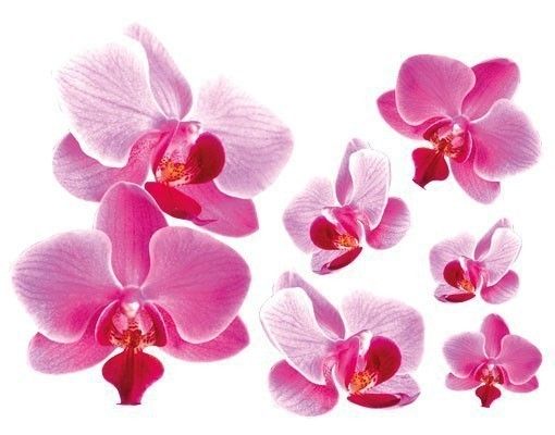 Orchid wall stickers Pink Orchid