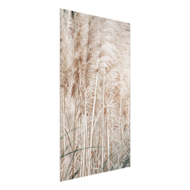 Glass print - Warm Pampas Grass In Summer