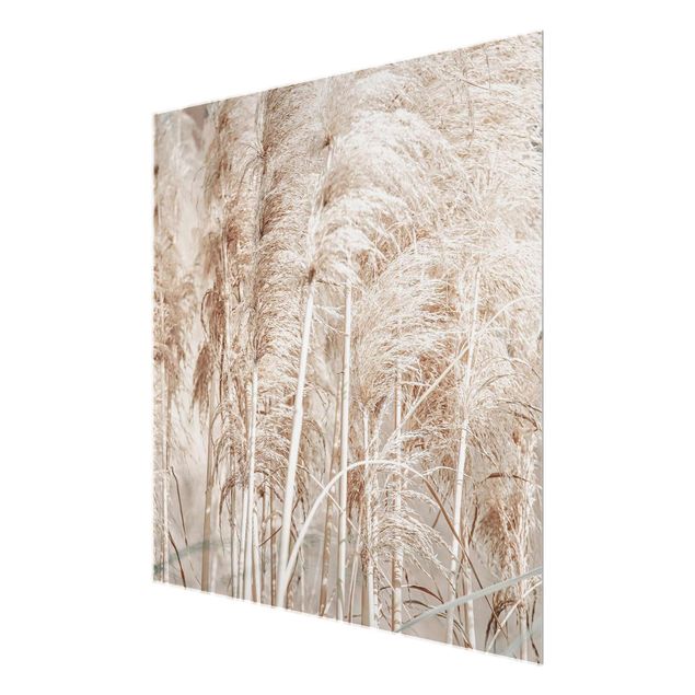 Glass print - Warm Pampas Grass In Summer