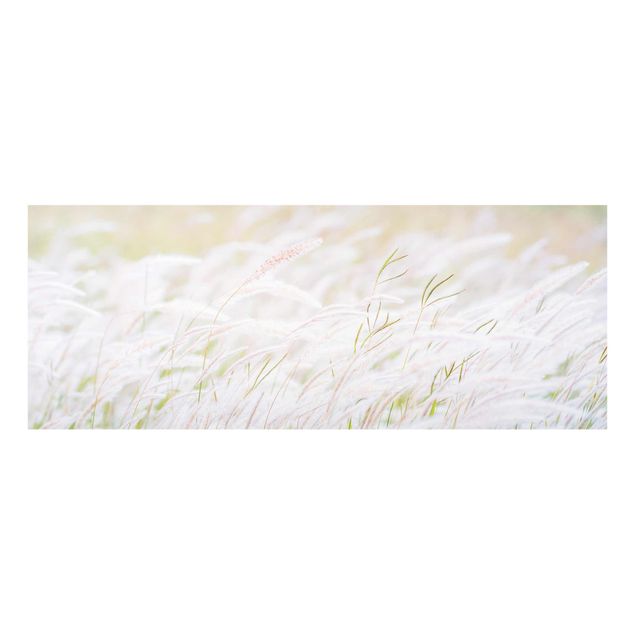 Glass print - Soft Grasses