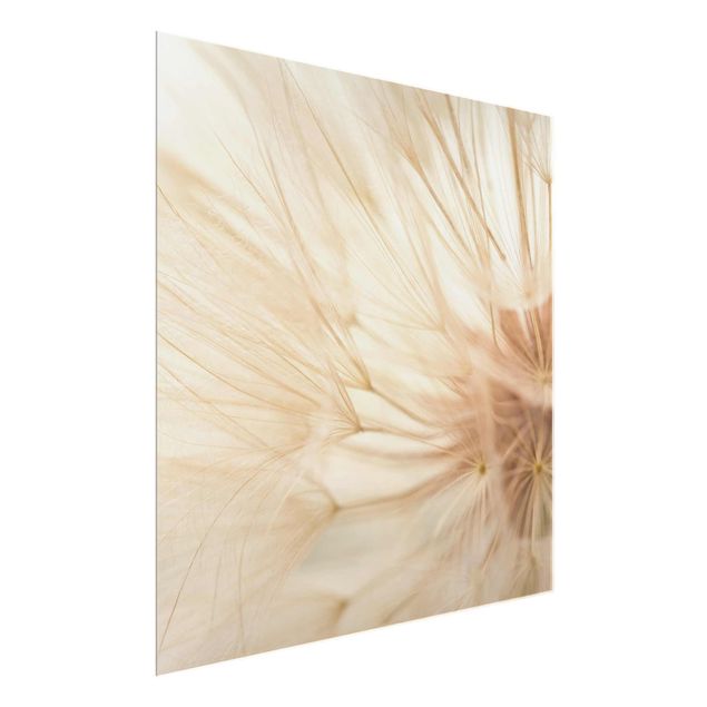 Glass print - Soft Dandelions