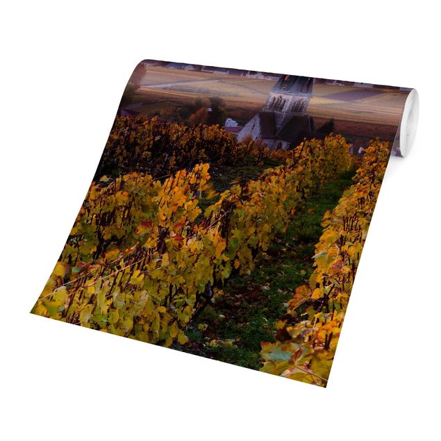 Wallpaper - Wine Plantations At Sunset
