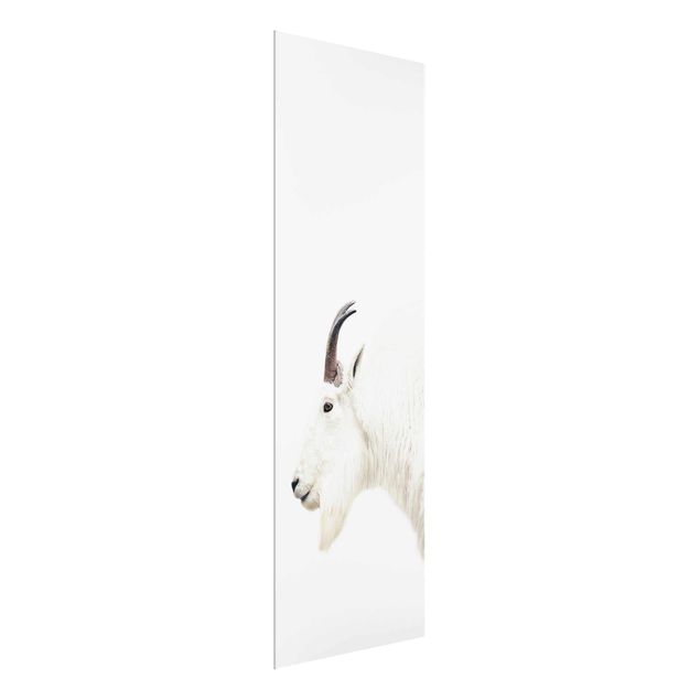 Glass print - White Mountain Goat