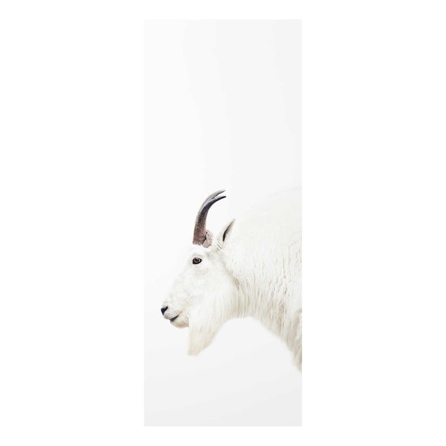 Glass print - White Mountain Goat