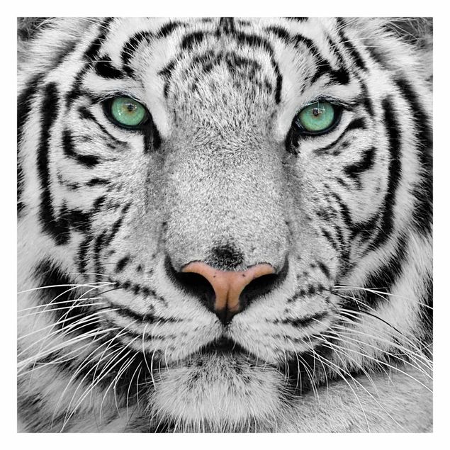 Wallpaper - White Tiger