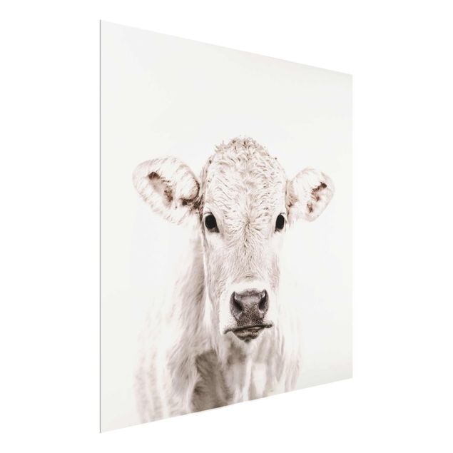 Glass print - White Calf