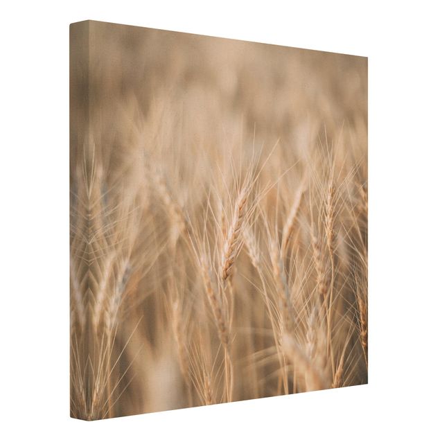 Natural canvas print - Wheat Field - Square 1:1