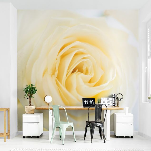 Wallpaper - White Rose