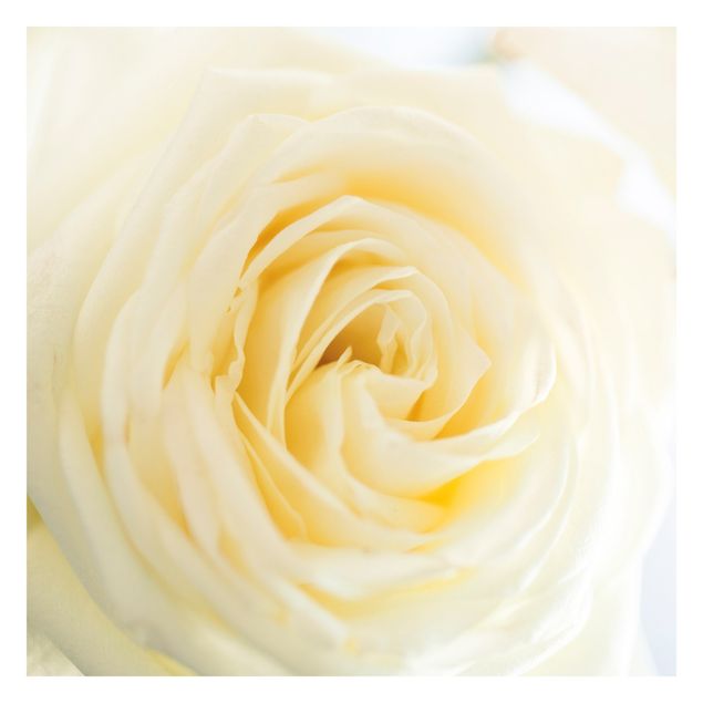 Wallpaper - White Rose