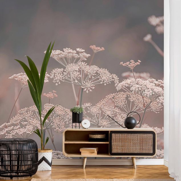 Wallpaper - Wild Apiaceae