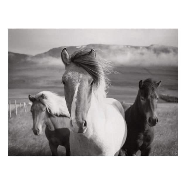 Canvas print - Wild Horses Black And White