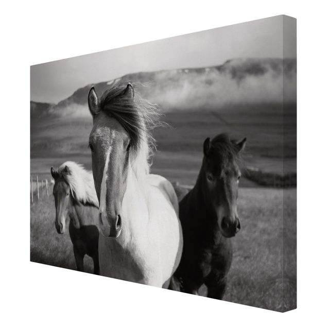 Canvas print - Wild Horses Black And White