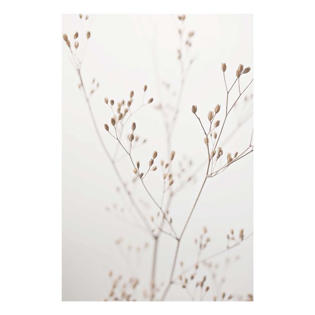 Glass print - Delicate Buds On A Wildflower Stem