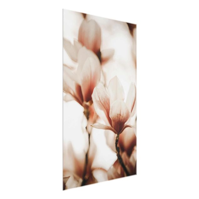 Glass print - Delicate Magnolia Flowers In An Interplay Of Light And Shadows