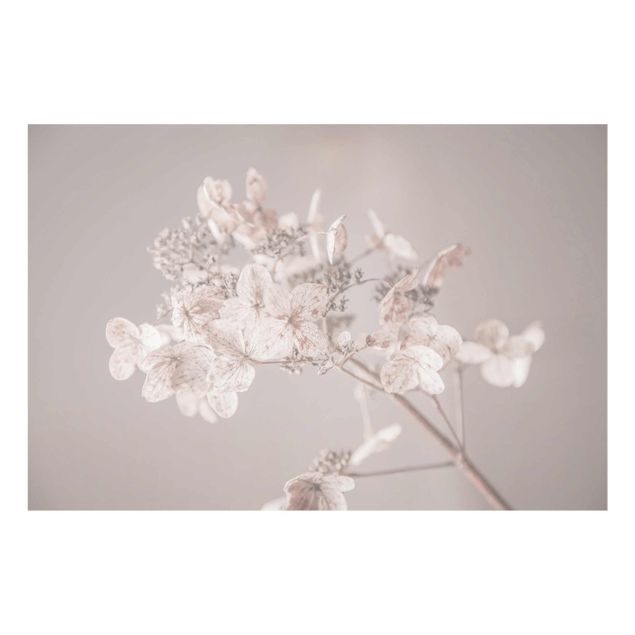 Glass print - Delicate White Hydrangea