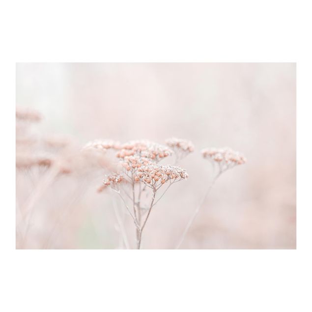 Walpaper - Pale Pink Wild Flowers