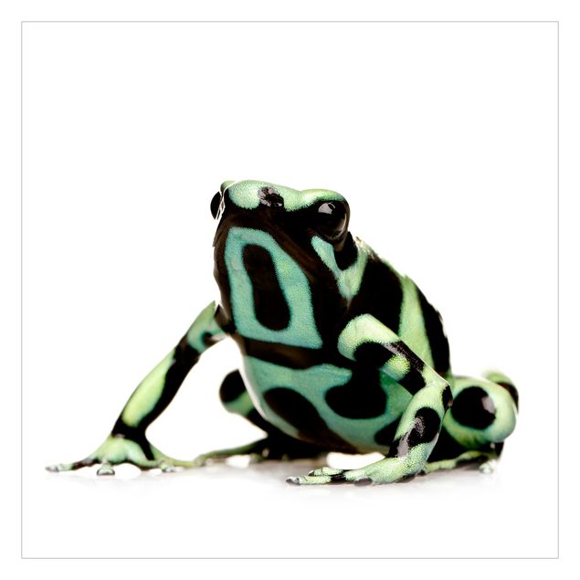 Wallpaper - Zebra Frog