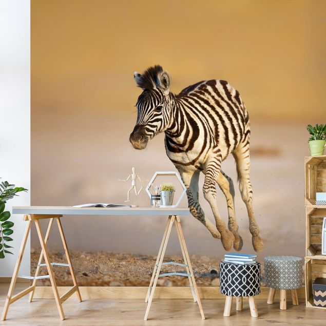 Wallpapers Zebra Foal