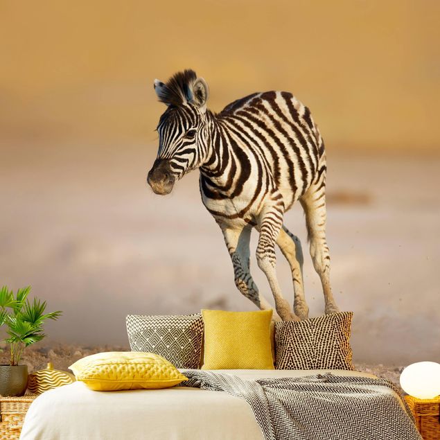 Wallpaper - Zebra Foal