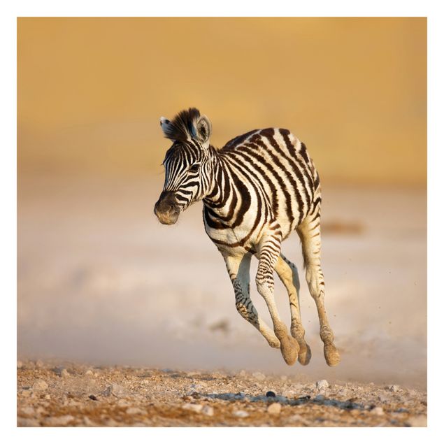 Wallpaper - Zebra Foal