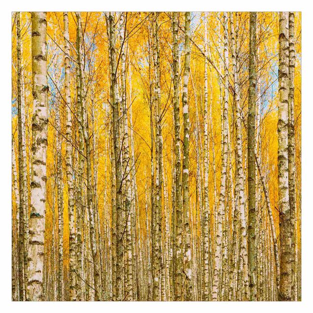 Wallpaper - Between Yellow Birch Trees