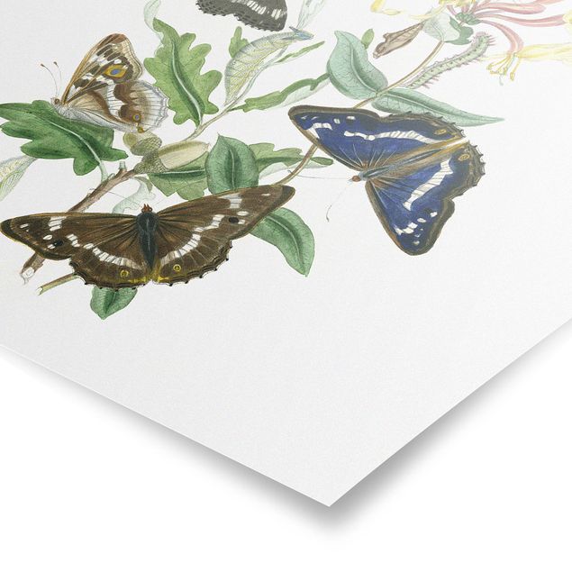 Poster - British Butterflies IV