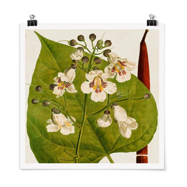 Poster - Tableau Leaf Flower Fruit V