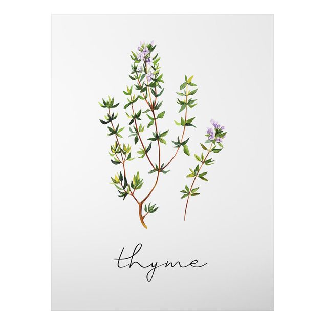 Print on aluminium - Herbs Illustration Thyme