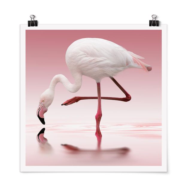 Poster - Flamingo Dance