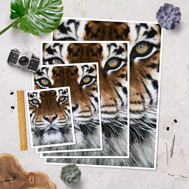 Poster animals - Tiger Eyes