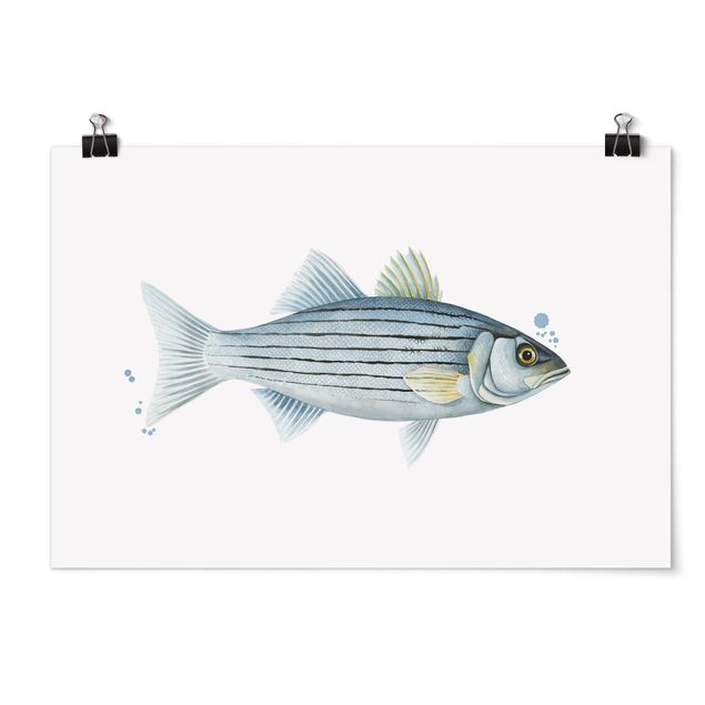 Poster - Color Catch - White Perch