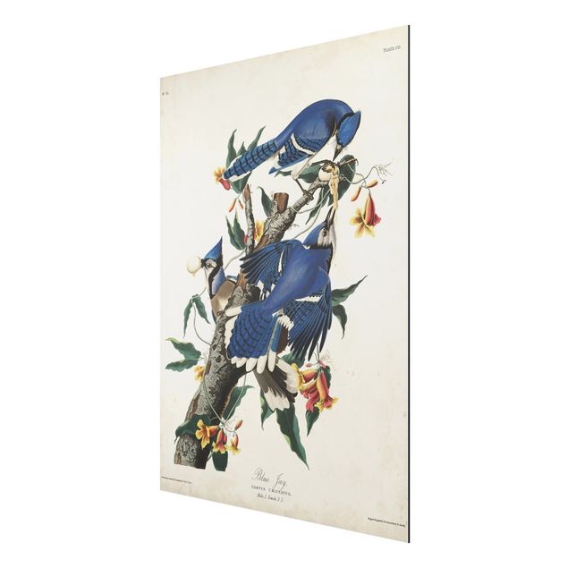 Print on aluminium - Vintage Board Blue Jays