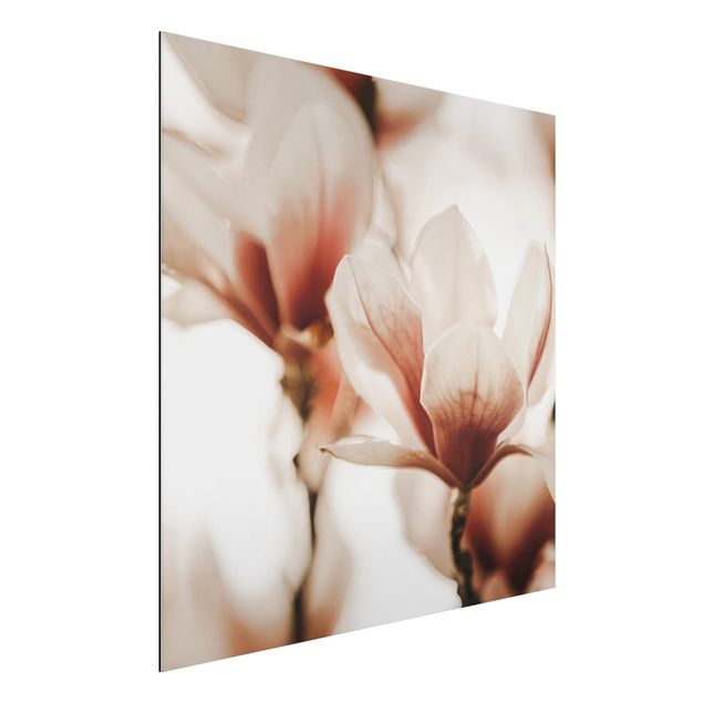 Aluminium dibond Delicate Magnolia Flowers In An Interplay Of Light And Shadows