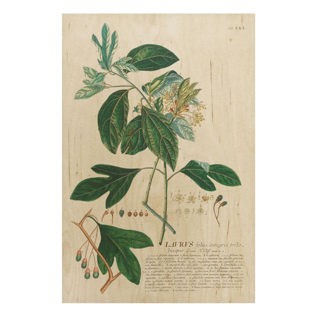Print on wood - Vintage Botanical Illustration Laurel