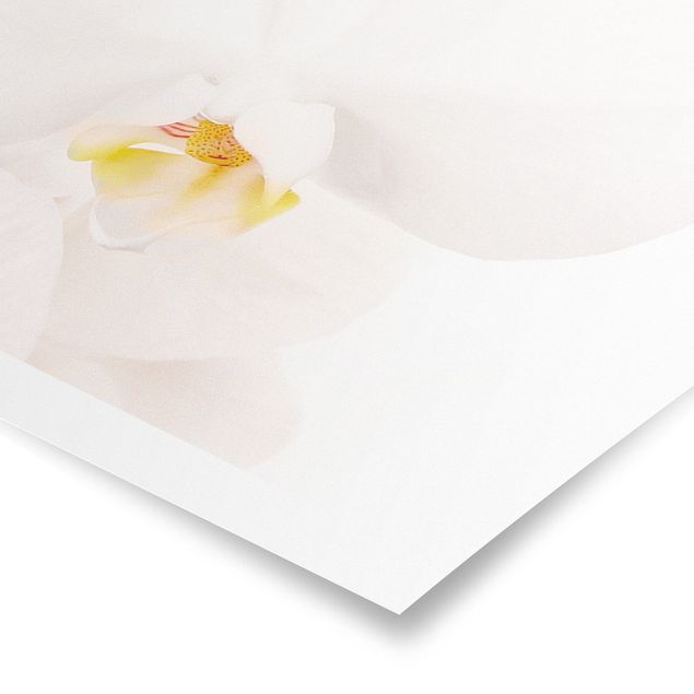 Panoramic poster flowers - Delicate Orchids