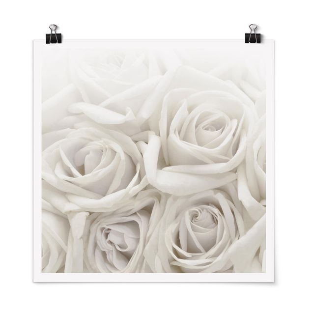 Poster - White Roses