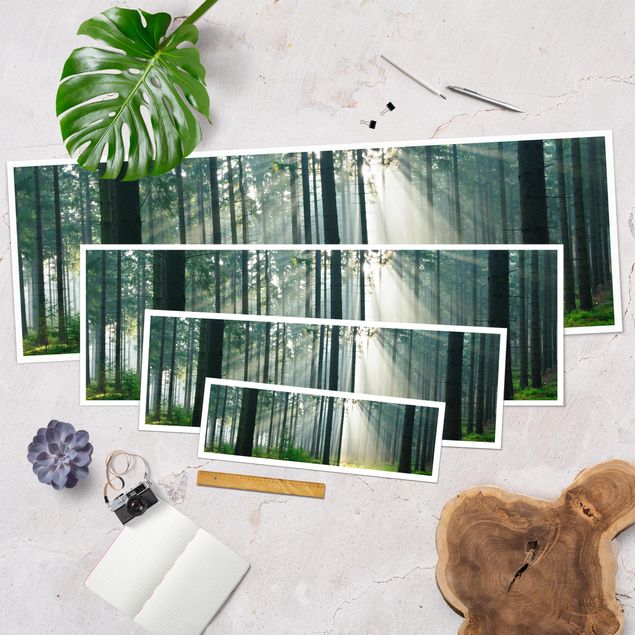 Panoramic poster forest - Enlightened Forest