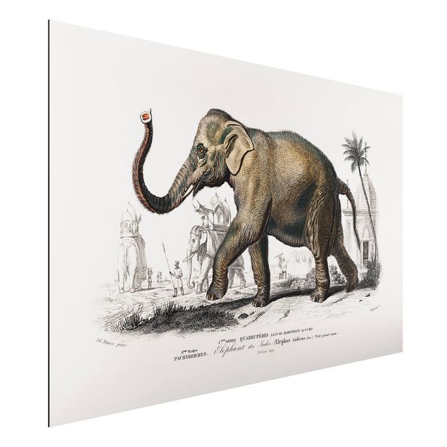 Dibond Vintage Board Elephant