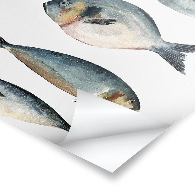 Poster - Four Fish In Watercolour II