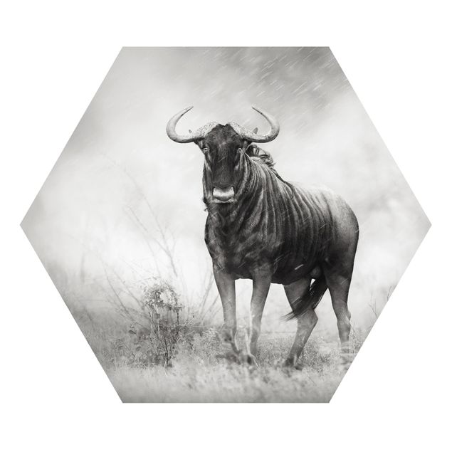Forex hexagon - Staring Wildebeest