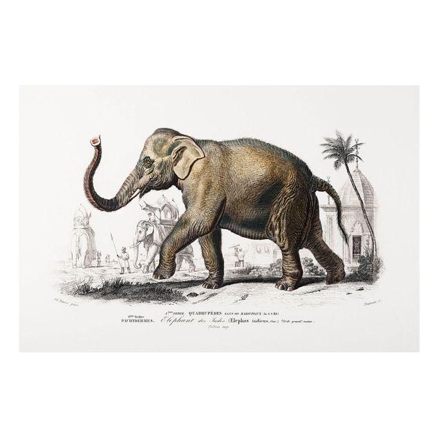 Print on forex - Vintage Board Elephant