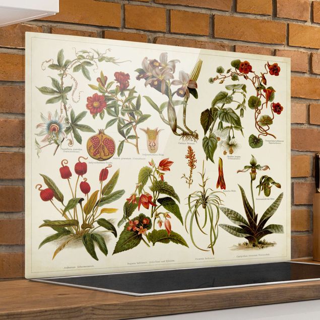 Glass splashback flower Vintage Board Tropical Botany II