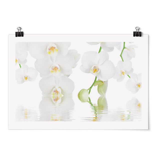 Poster - Spa Orchid - White Orchid